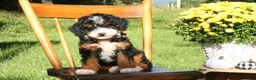Mini Bernedoodle dogs for sale: Pecan - Ad 3
