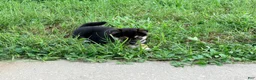 Shiba Inu dogs for sale: Shiba Inu 5 - Ad 2