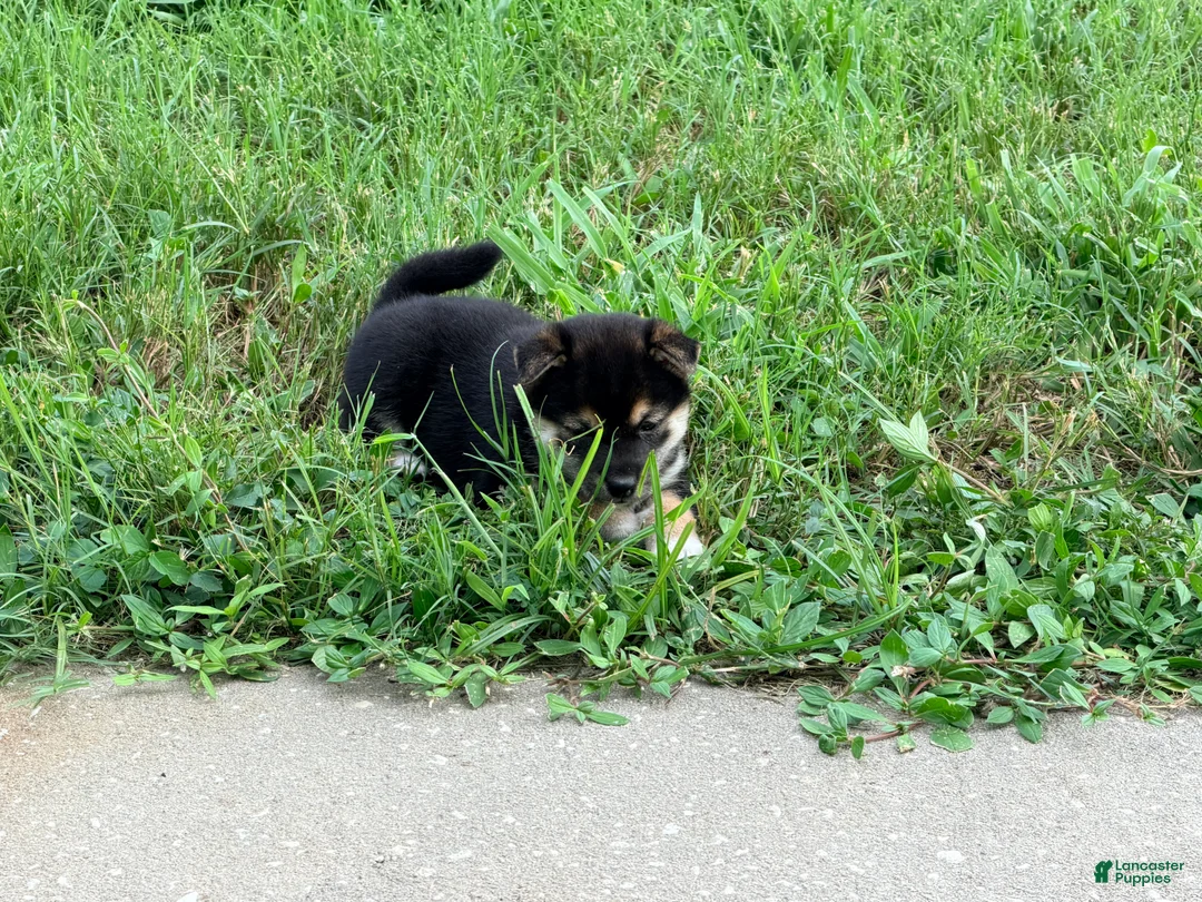 Shiba Inu dogs for sale: Shiba Inu 5 - Ad 2