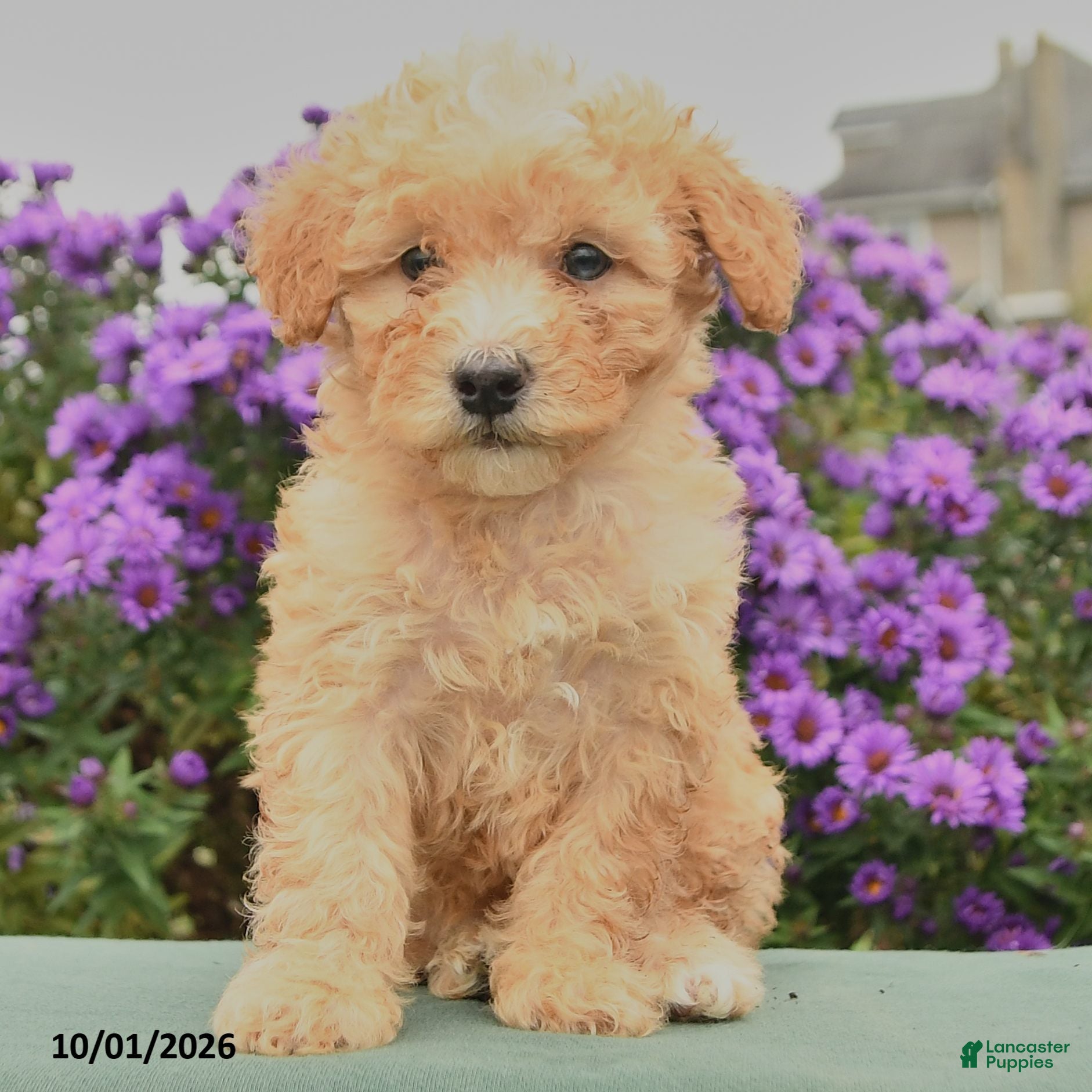 Cavapoo dogs Hugo - Ad 2