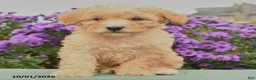 Cavapoo dogs for sale: Hugo - Ad 2
