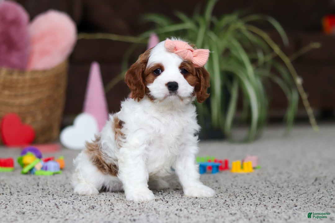 Cavapoo dogs for sale: Layla - Ad 3