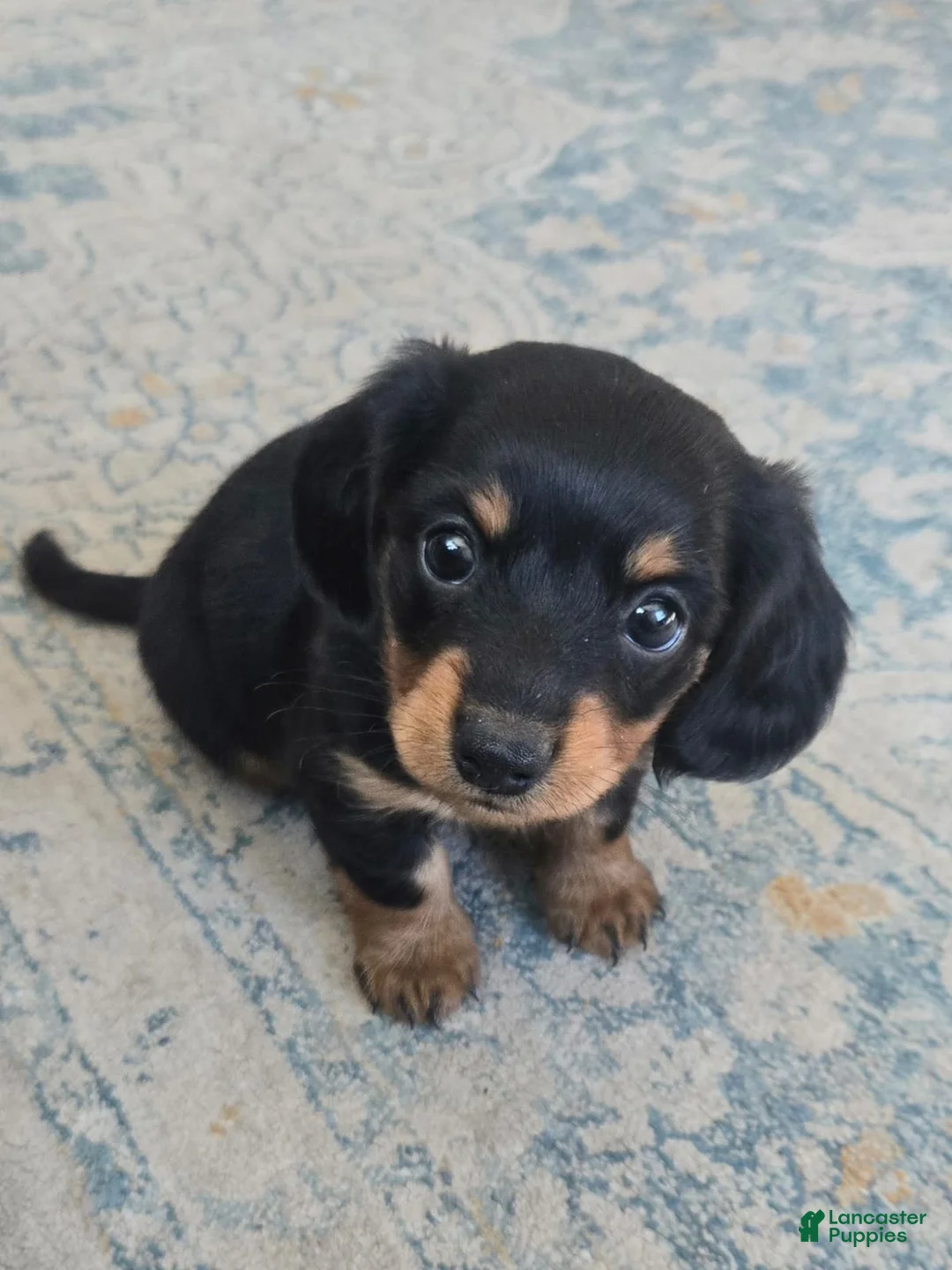 Miniature Dachshund dogs for sale: Miniature Dachshund Puppy 1 - Ad 2