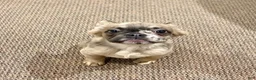 French Bulldog dogs for sale: French Bulldog 2 - Ad 2