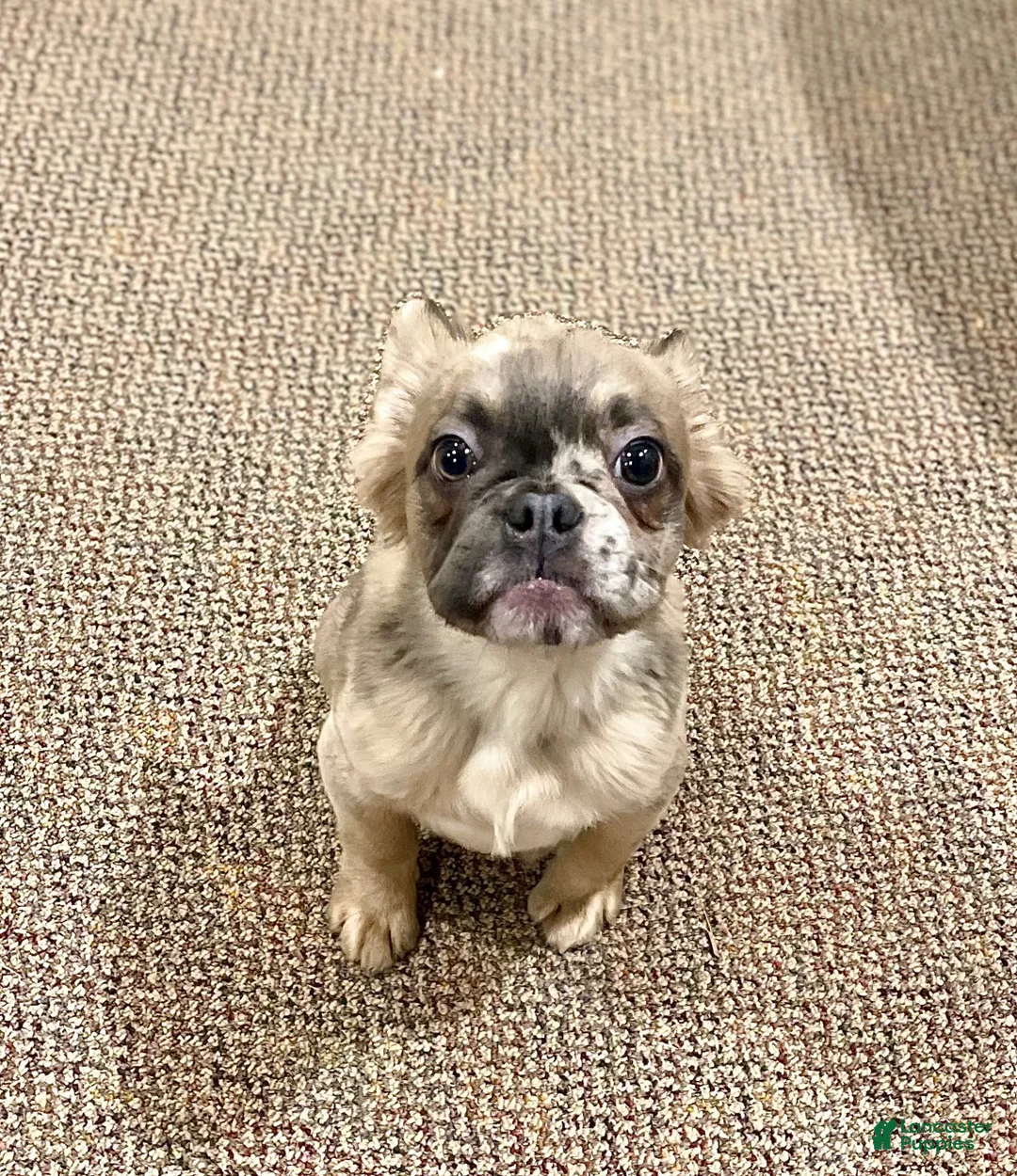 French Bulldog dogs for sale: French Bulldog 2 - Ad 2