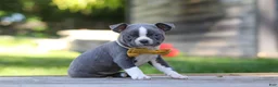 Boston Terrier dogs for sale: Russell - Ad 5