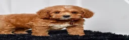 Mini Goldendoodle dogs for sale: Mr. Luigi - Ad 5