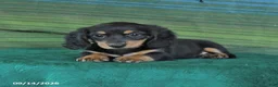 Miniature Dachshund dogs for sale: Roxie - Ad 4