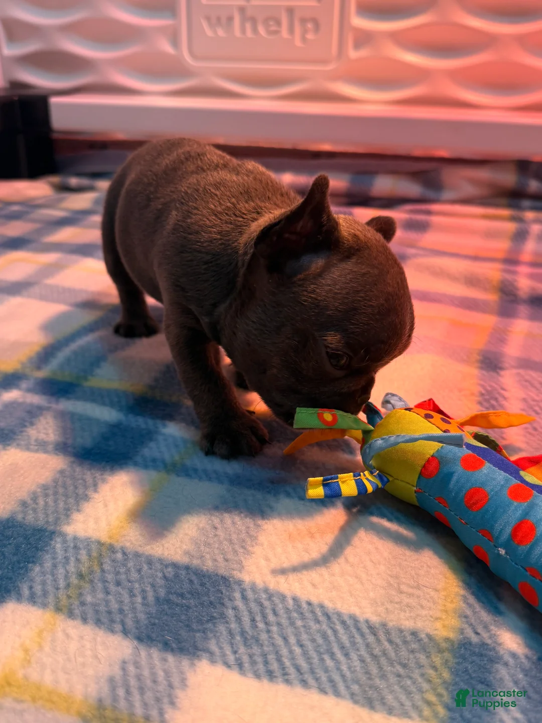 Frenchton dogs for sale: Mini - Ad 2