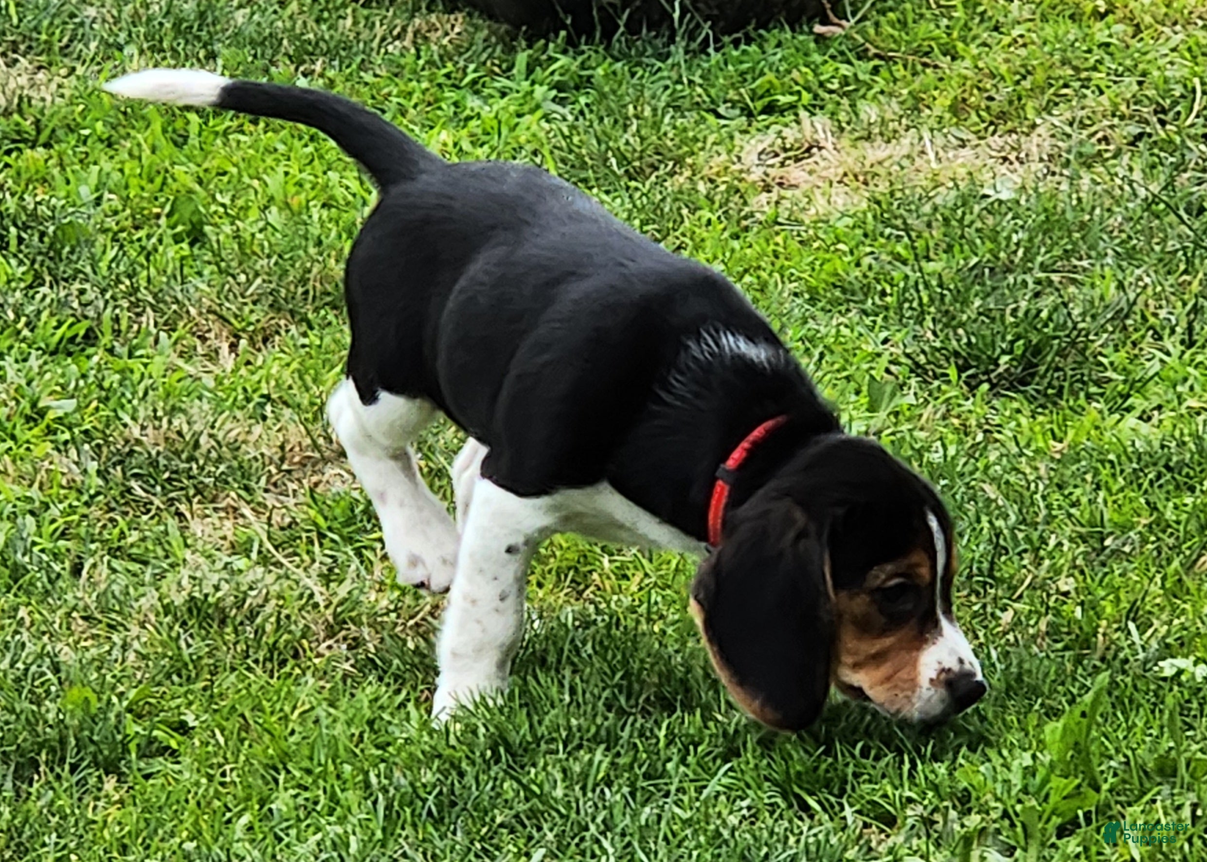 Beagle dogs Rosie - Ad 2