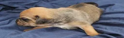 Puggle dogs for sale: Chewy - Ad 62