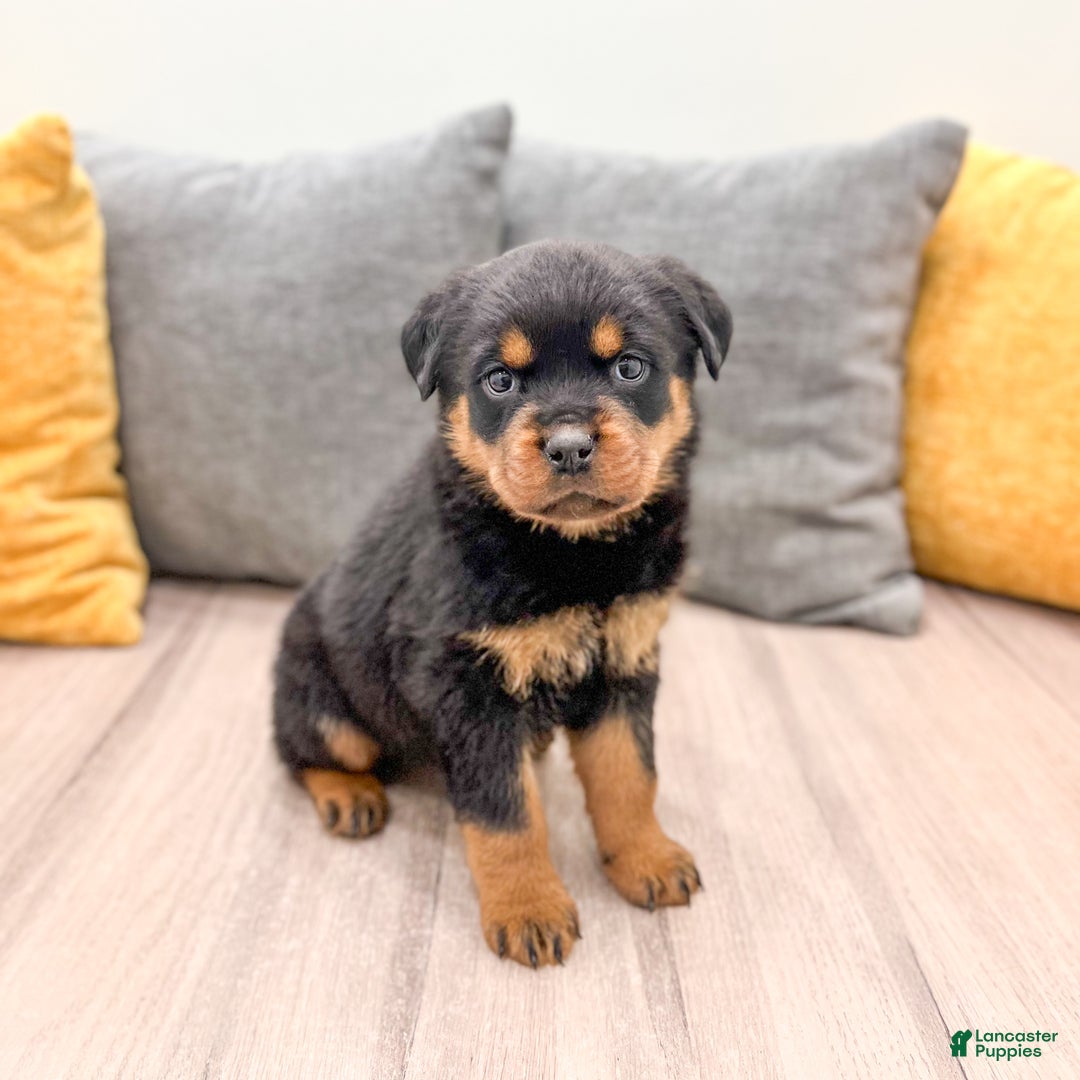 Rottweiler dogs for sale: Sara - Ad 8