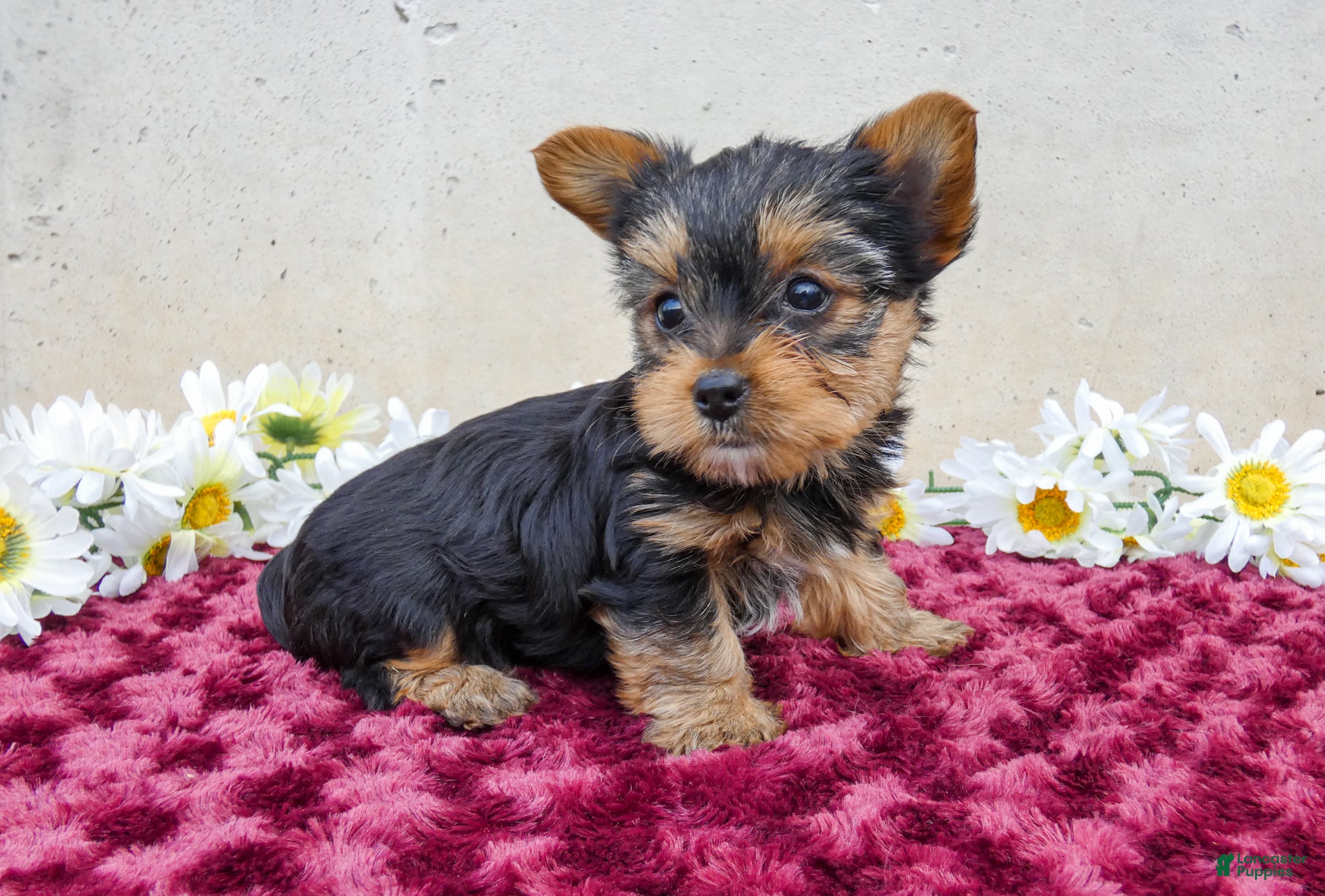 Yorkshire Terrier dogs Tibby - Ad 2