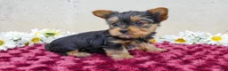 Yorkshire Terrier dogs for sale: Tibby - Ad 2