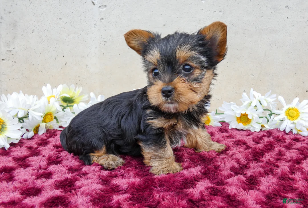 Yorkshire Terrier dogs for sale: Tibby - Ad 2
