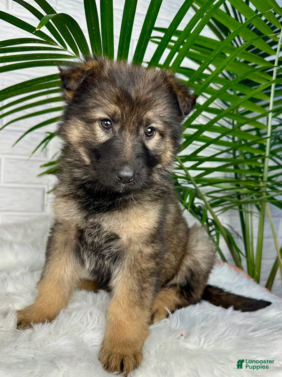 German Shepherd dogs for sale: Oakley - Ad 3