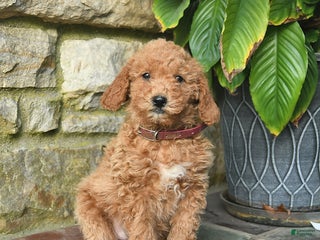 Mini Goldendoodle dogs - Ad 34