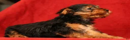 Yorkshire Terrier dogs for sale: Hank - Ad 8