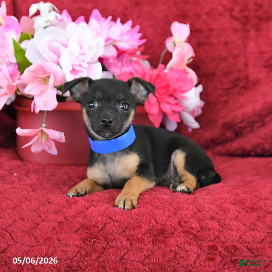 Chihuahua dogs Moose - Ad 2
