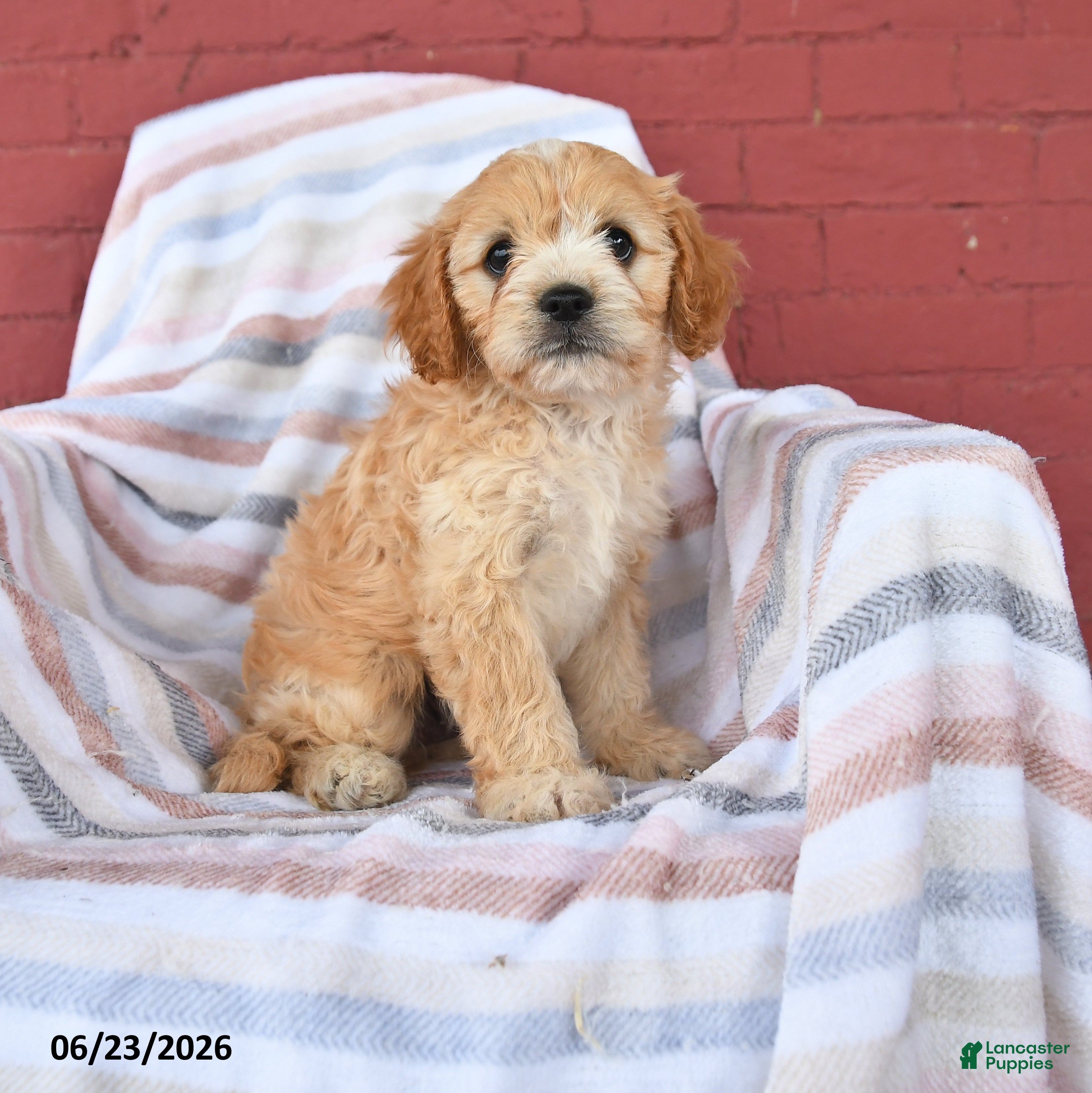 Cavapoo dogs Cupcake - Ad 1