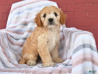 Cavapoo dogs for sale: Cupcake - Ad 1