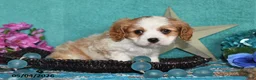 Cavalier King Charles Spaniel dogs for sale: Kody - Ad 5