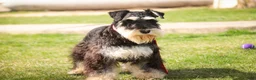 Miniature Schnauzer dogs for sale: Antonio - Ad 6