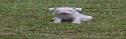 American Bulldog dogs for sale: American Bulldog 6 - Ad 9