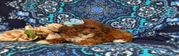 Lhasapoo dogs for sale: Chardanay Hypoallergenic - Ad 6