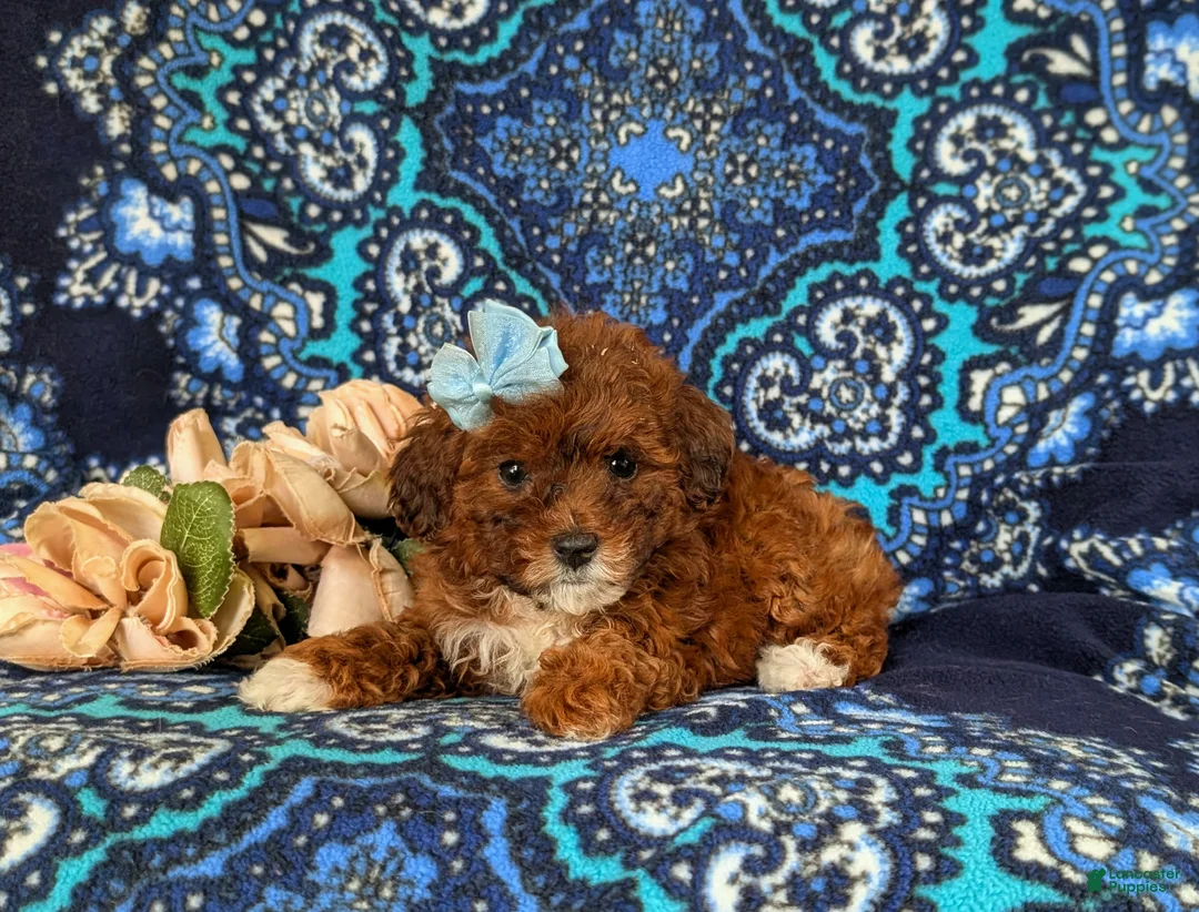 Lhasapoo dogs for sale: Chardanay Hypoallergenic - Ad 6