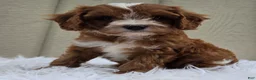 Cavapoo dogs for sale: Rover  - Ad 3