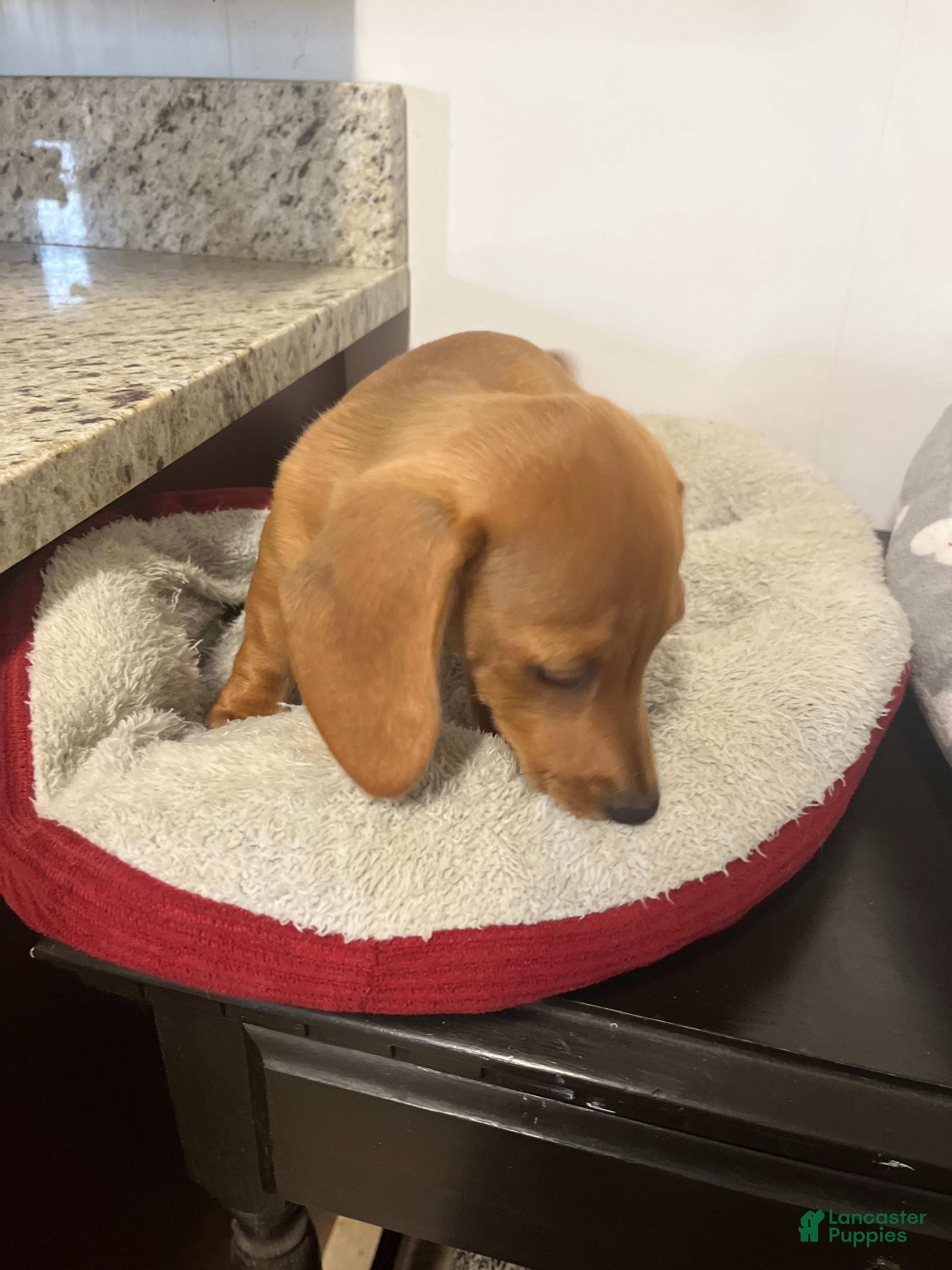 Miniature Dachshund dogs Wren - Ad 2