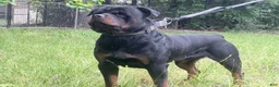 Rottweiler dogs for sale: Red collar boy - Ad 10