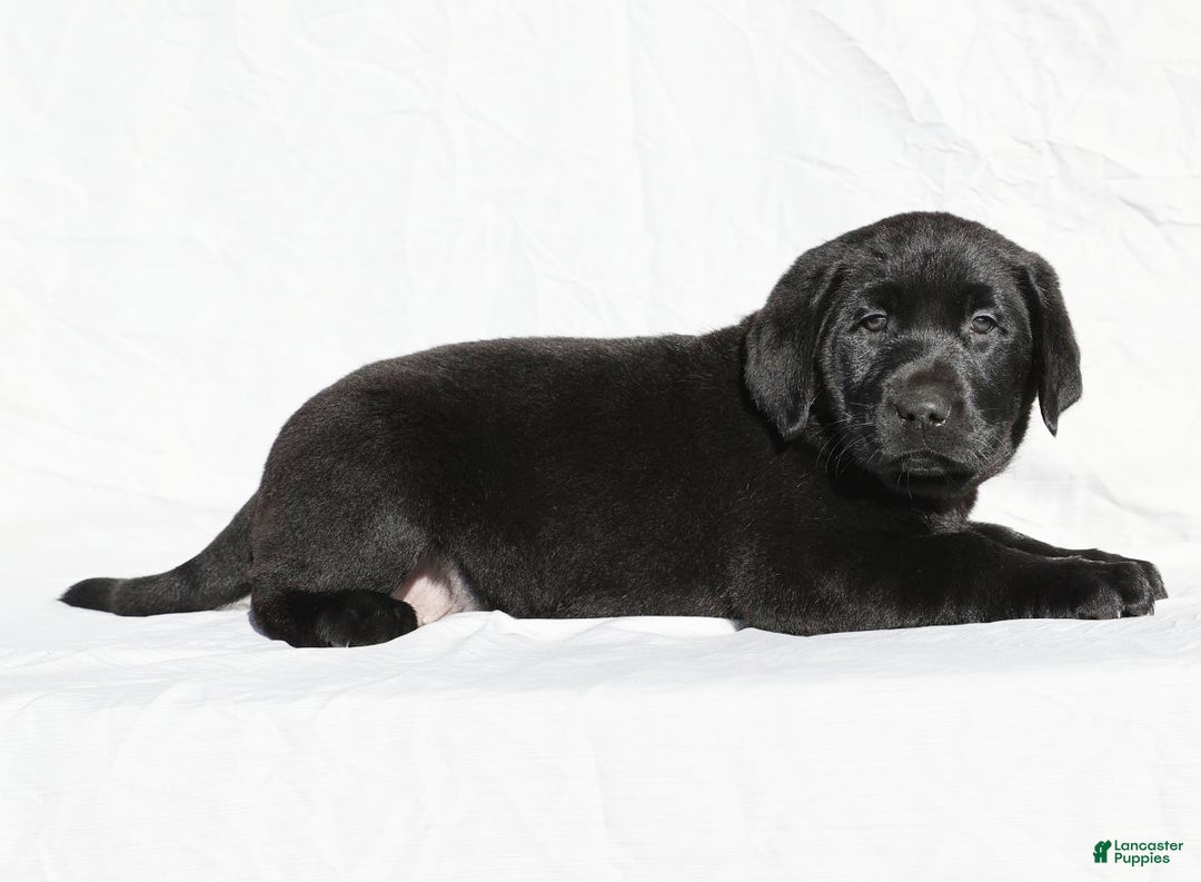 Labrador Retriever dogs for sale: Jingles - Ad 6