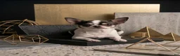 Chihuahua dogs for sale: Chihuahua 1 - Ad 3