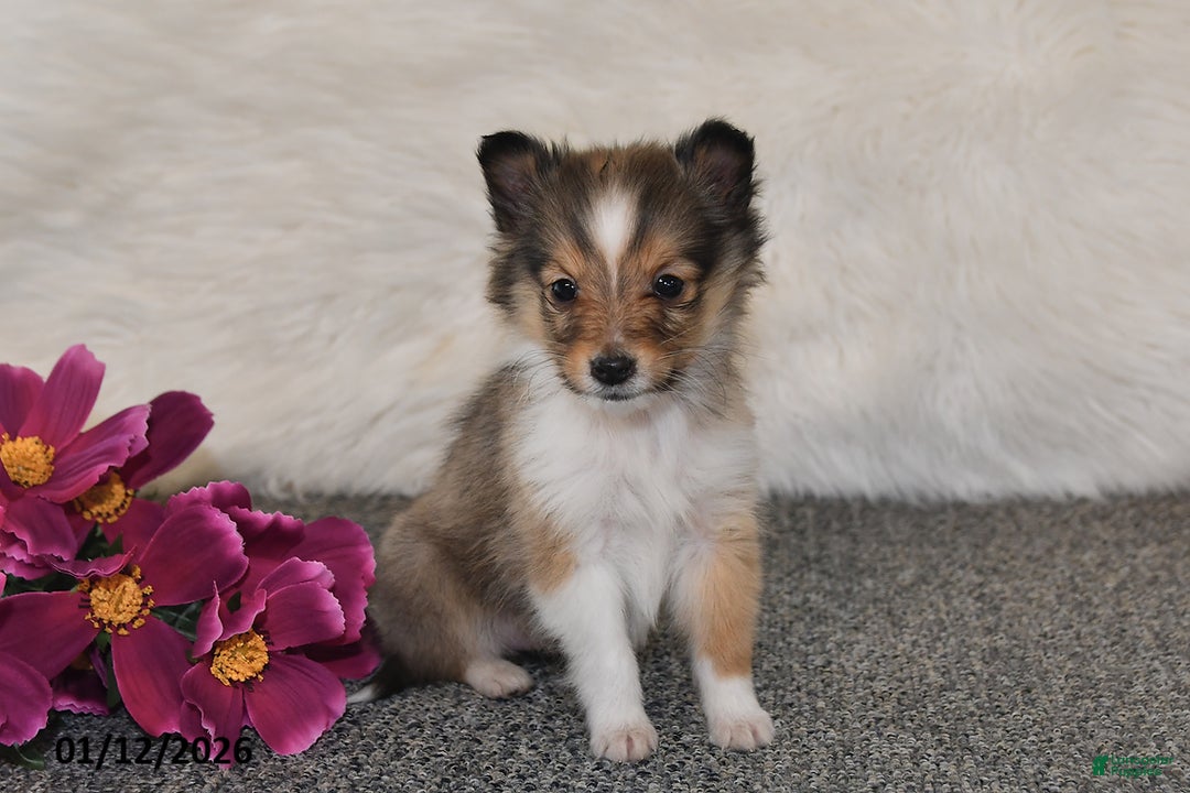 Shetland Sheepdog dogs for sale: Erica - Ad 4