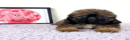 Shihpoo dogs for sale: Regina - Ad 5