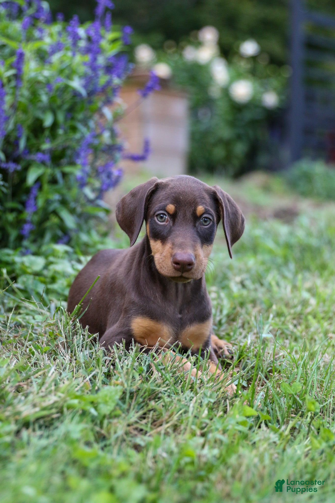 Doberman Pinscher dogs FLORENCE - Ad 1