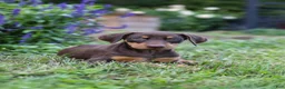 Doberman Pinscher dogs for sale: FLORENCE - Ad 5