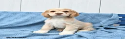 English Cocker Spaniel dogs for sale: Sheldon - Ad 3