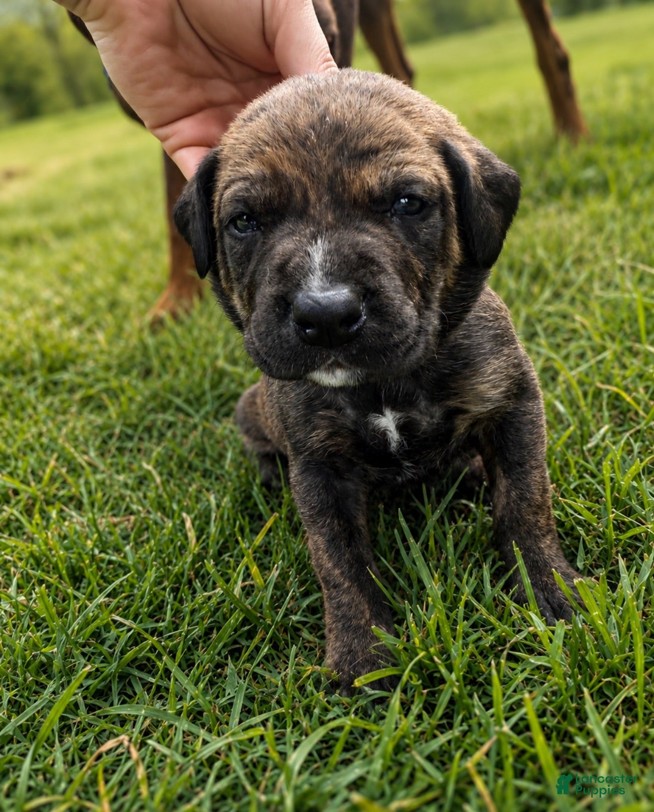 Mixed Breed dogs purple - Ad 2