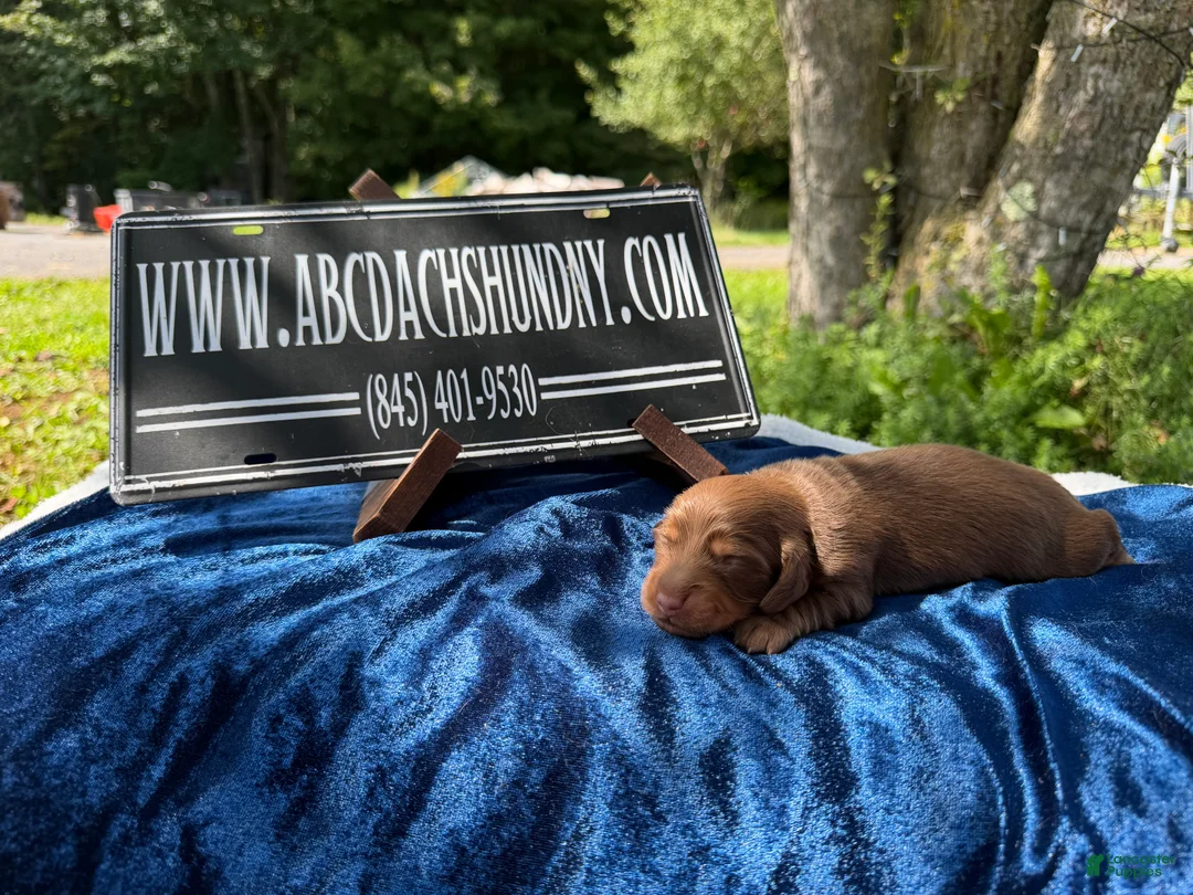 Miniature Dachshund dogs for sale: AKC Ch Russian line - Ad 2