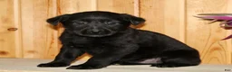 Labrador Retriever dogs for sale: Nola - Ad 3