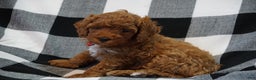Miniature Poodle dogs for sale: Chester - Ad 6