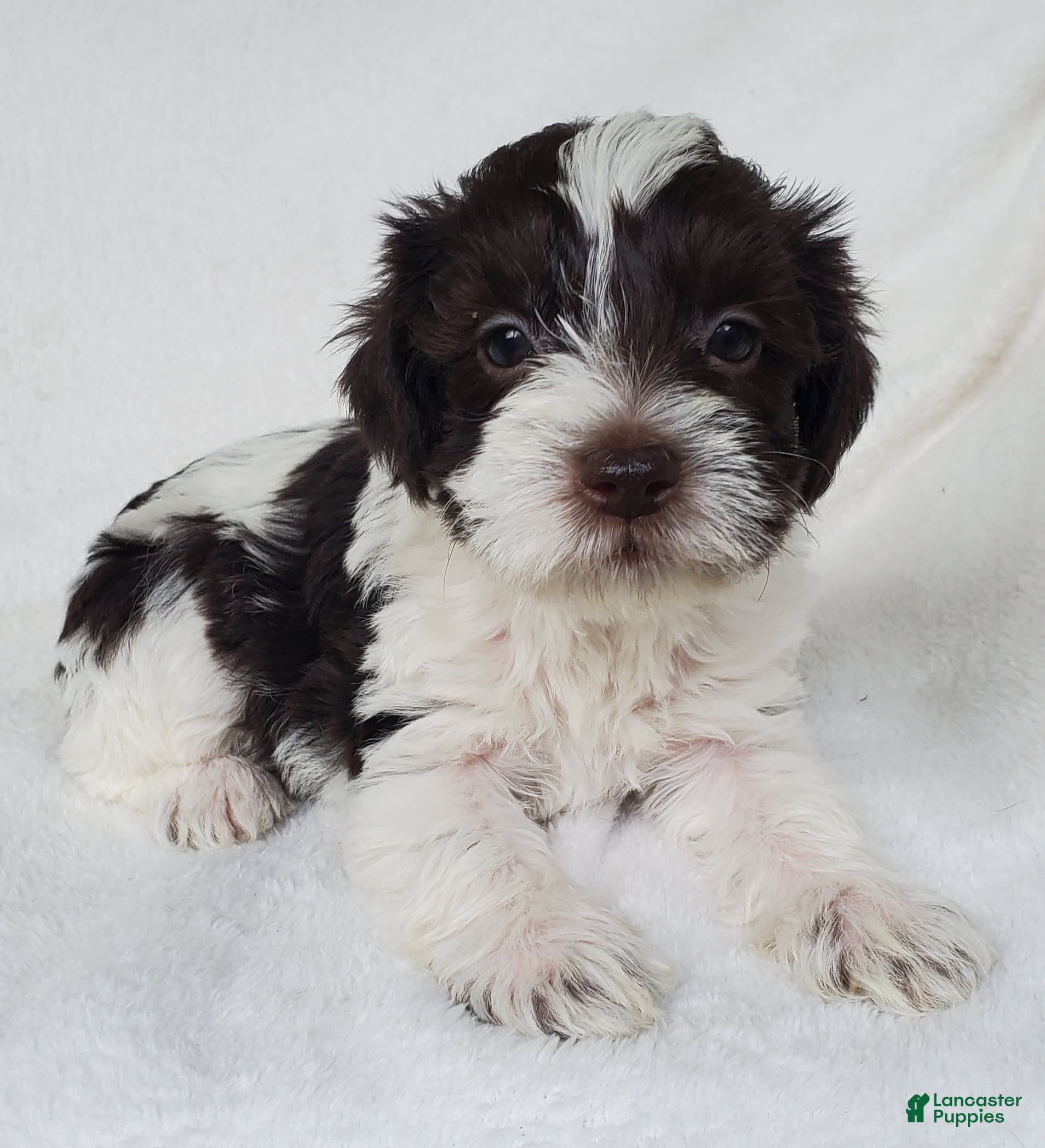 Poodle Puppies Shih Tzu Cockapoo Puppies For Sale Nicole Cheerful