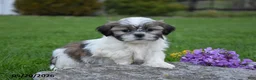 Shih Tzu dogs for sale: Greyson - Ad 3