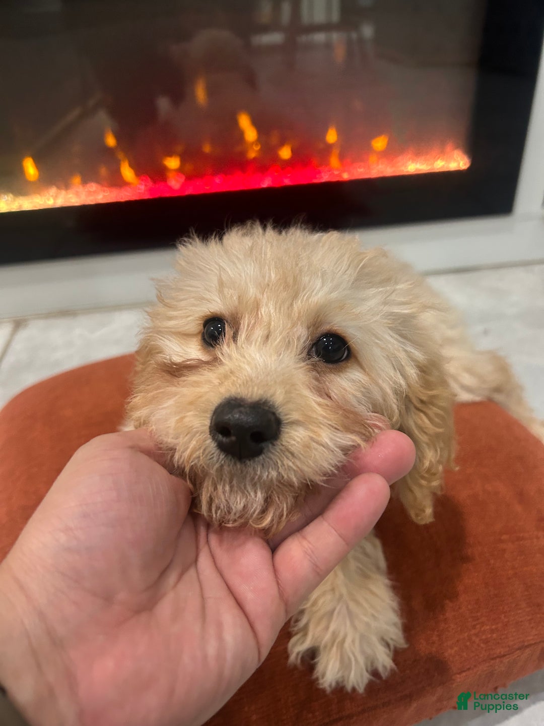 Cavapoo dogs for sale: Kela  - Ad 1