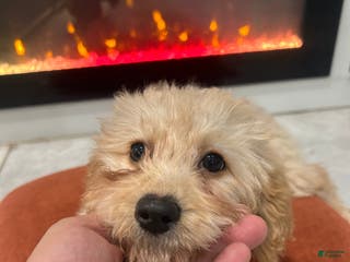 Cavapoo dogs Kela - Ad 28