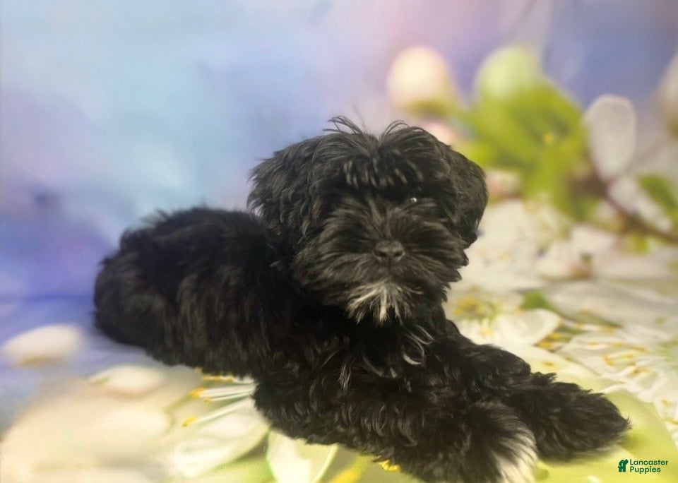 Miniature Schnauzer dogs for sale: Miniature Schnauzer Puppy 2 - Ad 1