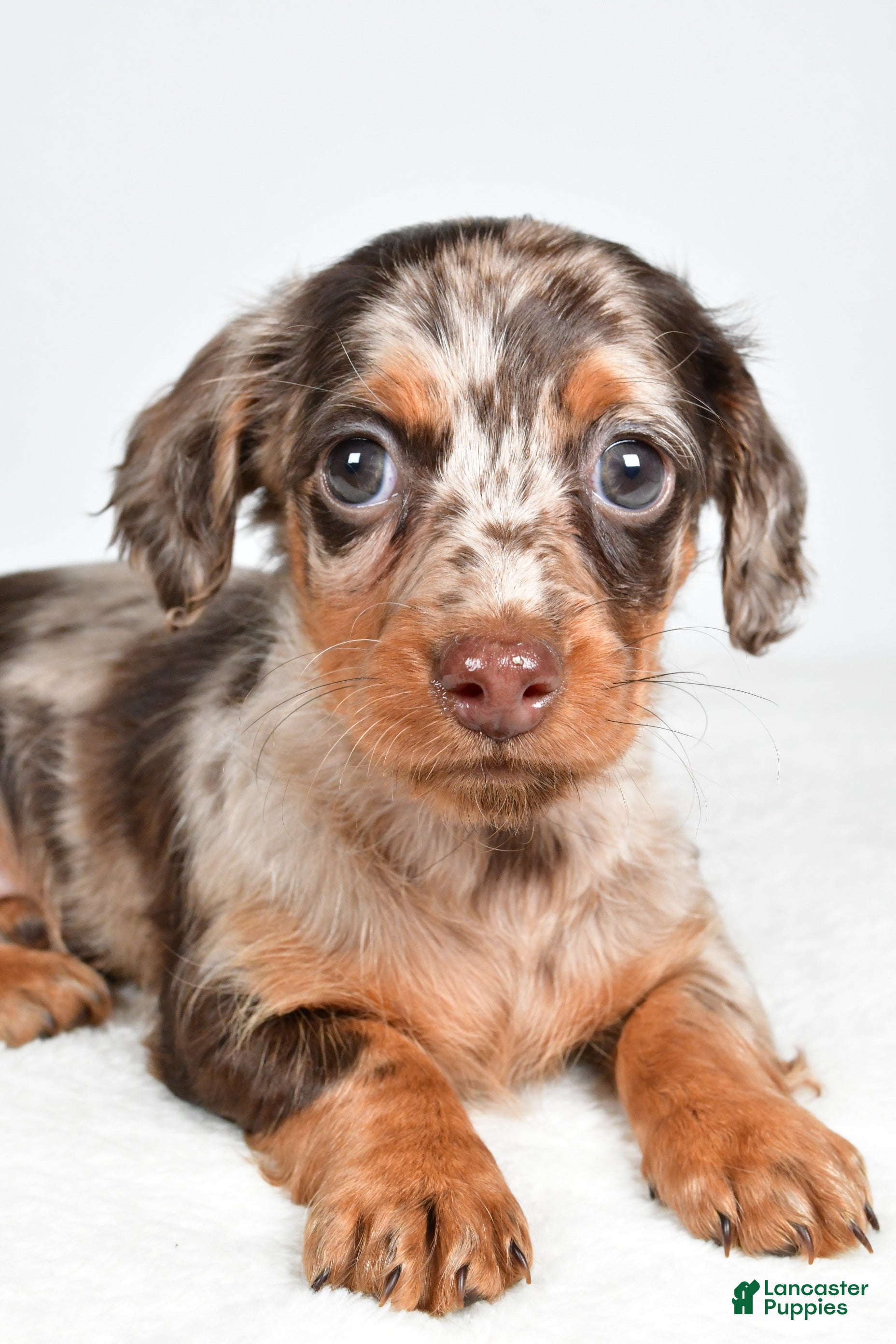 Miniature Dachshund dogs Sage - Ad 2